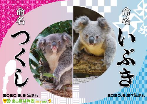 コアラの赤ちゃんの命名式を開催しました｜新着のお知らせ｜東山動植物園