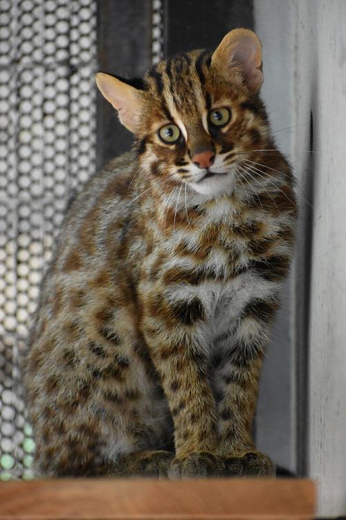 (小)№92♂アカツキ画像(福岡市動物園提供).jpg