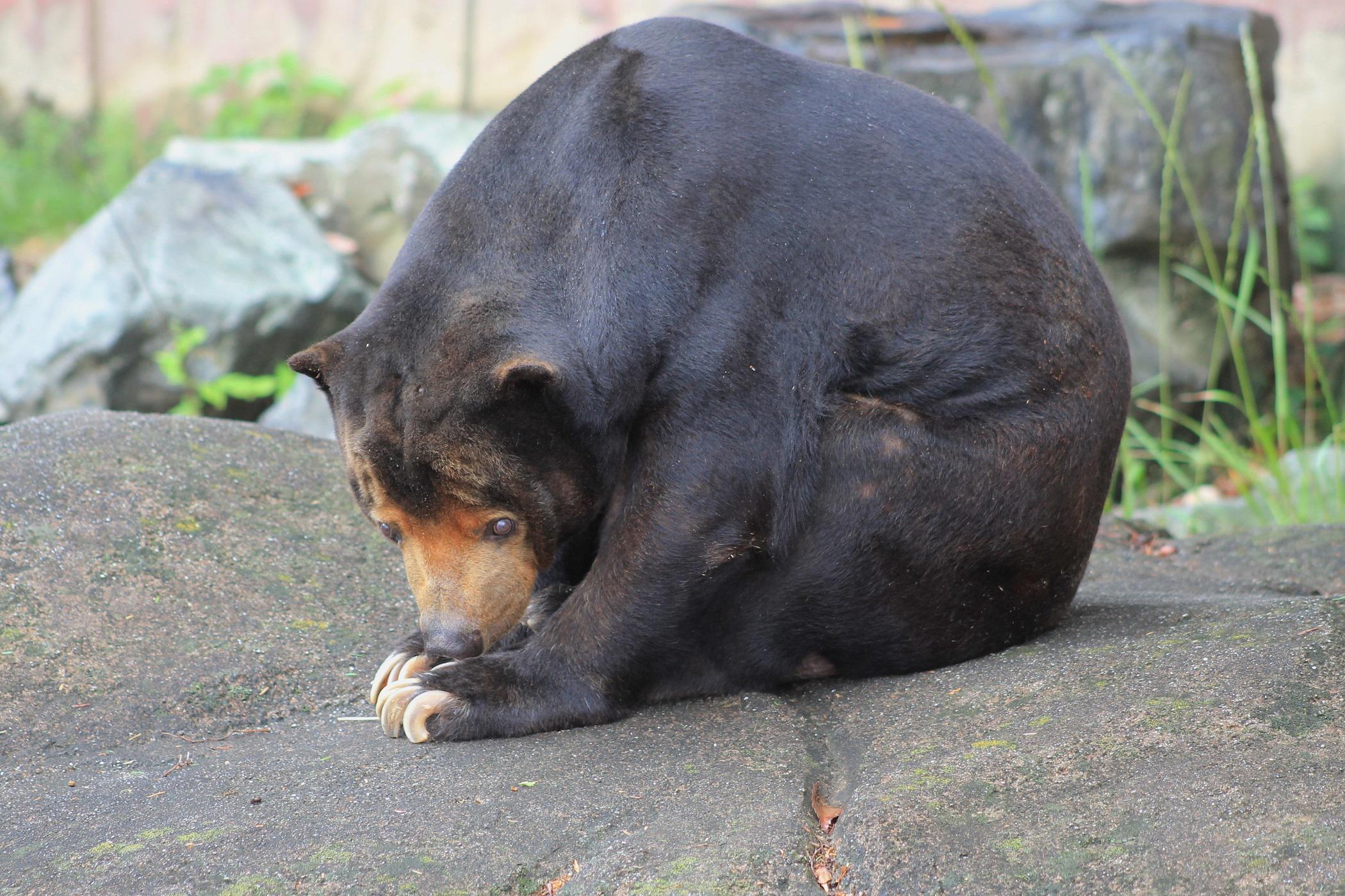 マレーグマの マー君 が亡くなりました 新着のお知らせ 東山動植物園