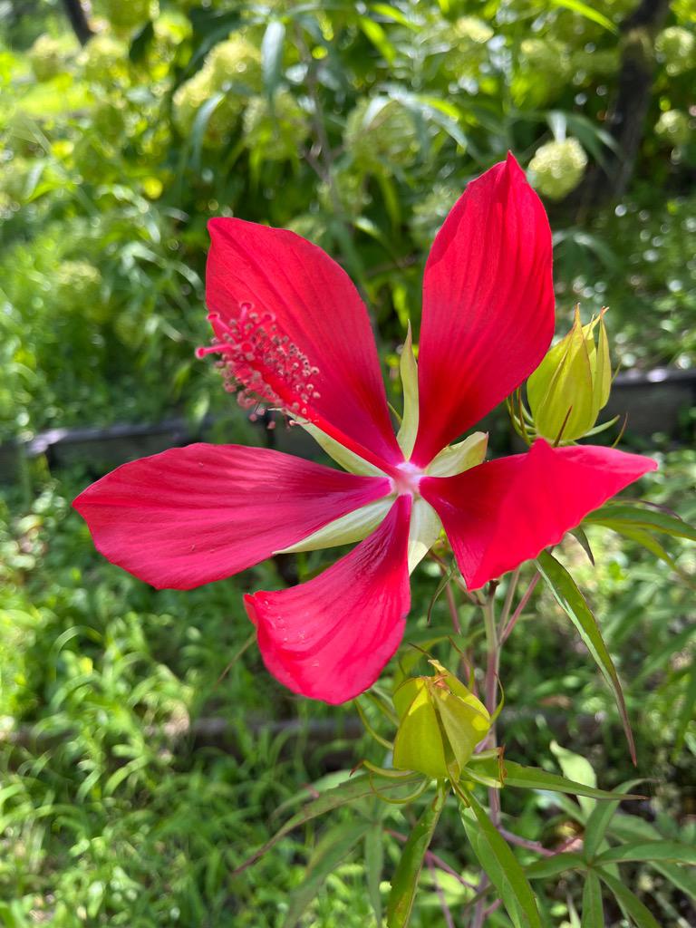 8月の花マップ 新着のお知らせ 東山動植物園