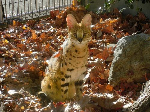 名古屋市東山動植物園サーバル（ゆい） - コピー.jpg