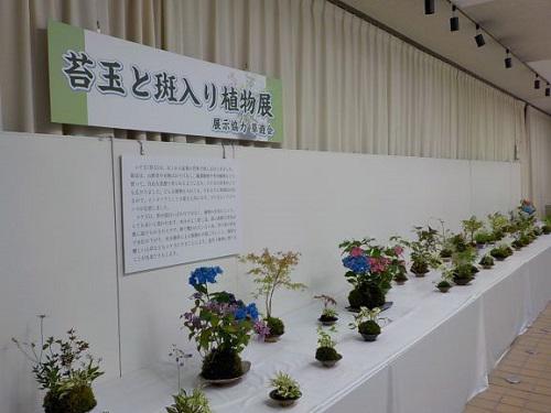 苔玉と斑入り植物展（１）.JPG
