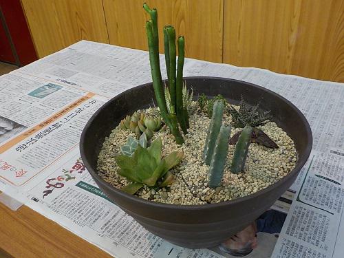 多肉植物で寄せ植えをつくろう.JPG