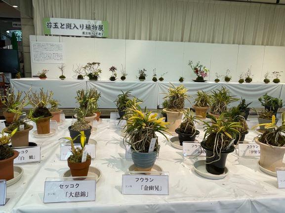 苔玉と斑入り植物展（２）.jpg