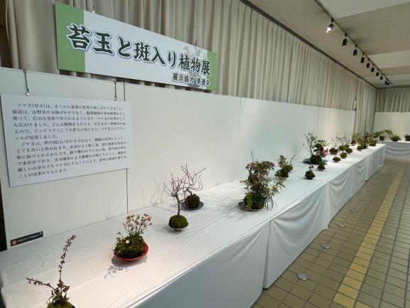 苔玉と斑入り植物展（１）.jpg