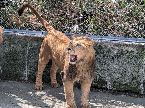 ライオン「レグラス」提供 富士自然動物公園.jpg
