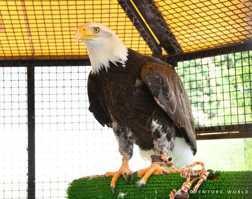 〇提供写真_ハクトウワシ「サン」_ロゴ入り_無害化済(1).jpg