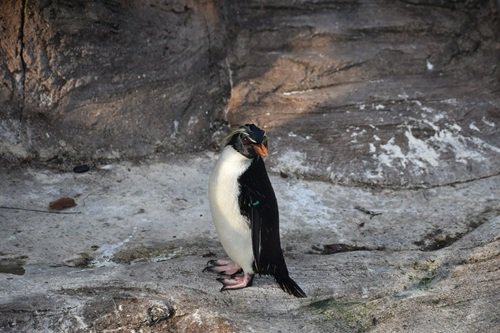 ○イワトビペンギン　お飛（20250124撮影）.jpg