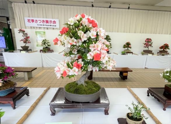 花季さつき展示会（２）.jpg