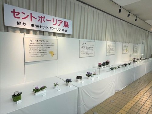 セントポーリア展（１）.jpg