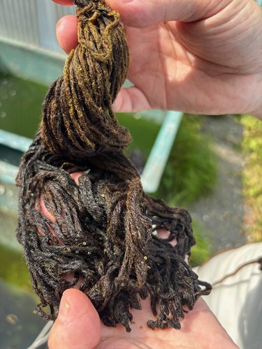 ブログ「メダカの飼育水」のサムネイル画像