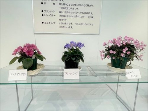 セントポーリア展（２）.jpg