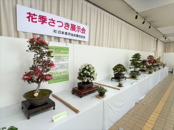 花季さつき展示会（１）.jpg