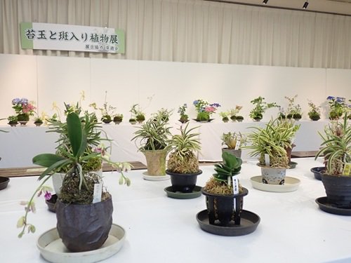 苔玉と斑入り植物展（１）.JPG