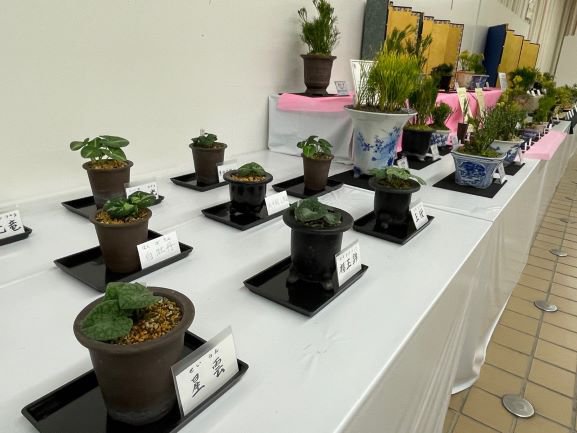松葉蘭・細辛・寒葵等錦葉珍品植物展（１）.jpg