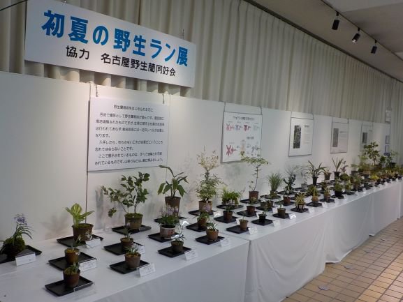 初夏の野生蘭展（１）.JPG