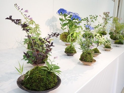 苔玉と斑入り植物展（２）.JPG