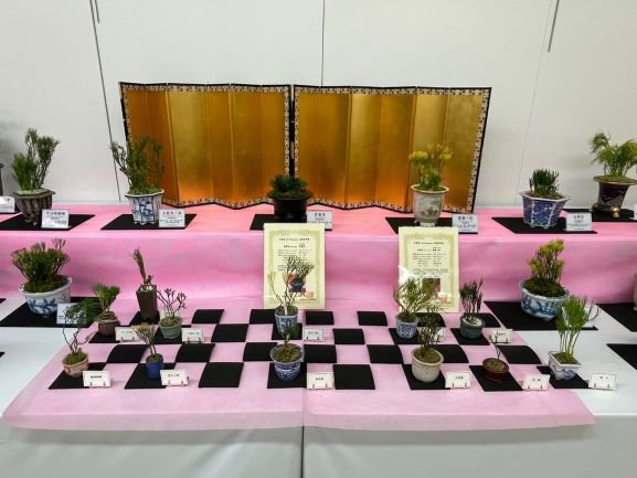松葉蘭・細辛・寒葵等錦葉珍品植物展（２）.jpg