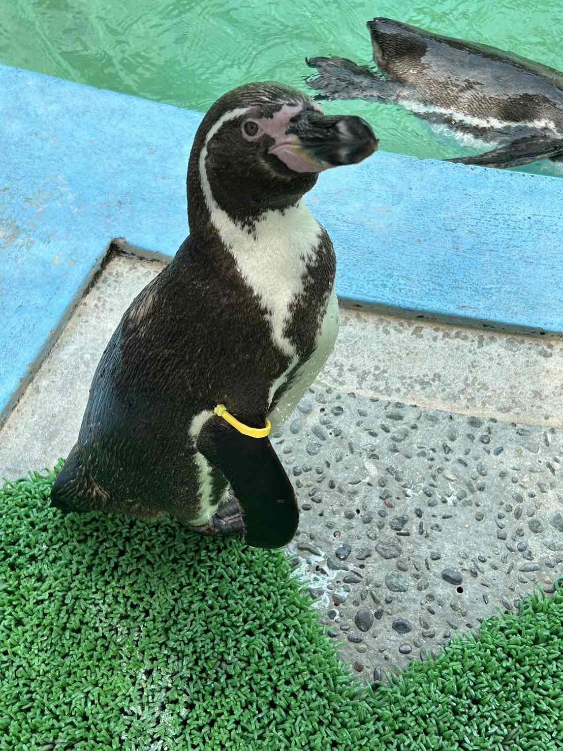 フンボルトペンギン　フキ　京都市動物園撮影.JPG
