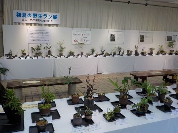 初夏の野生蘭展（２）.JPG