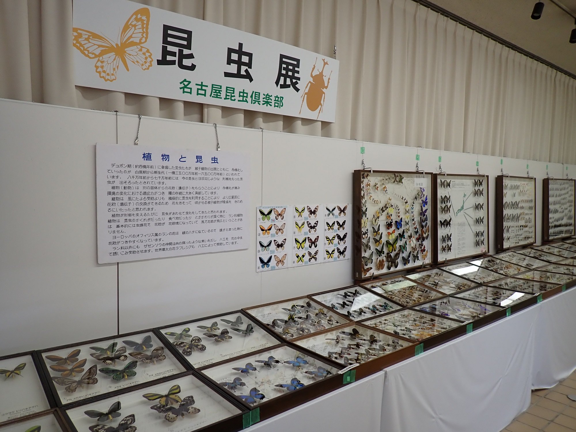 昆虫展.JPG