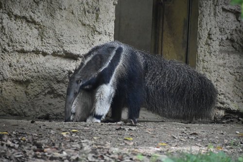 DSC_1223.JPG