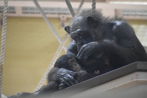 赤ちゃんと「カズミ」.JPG