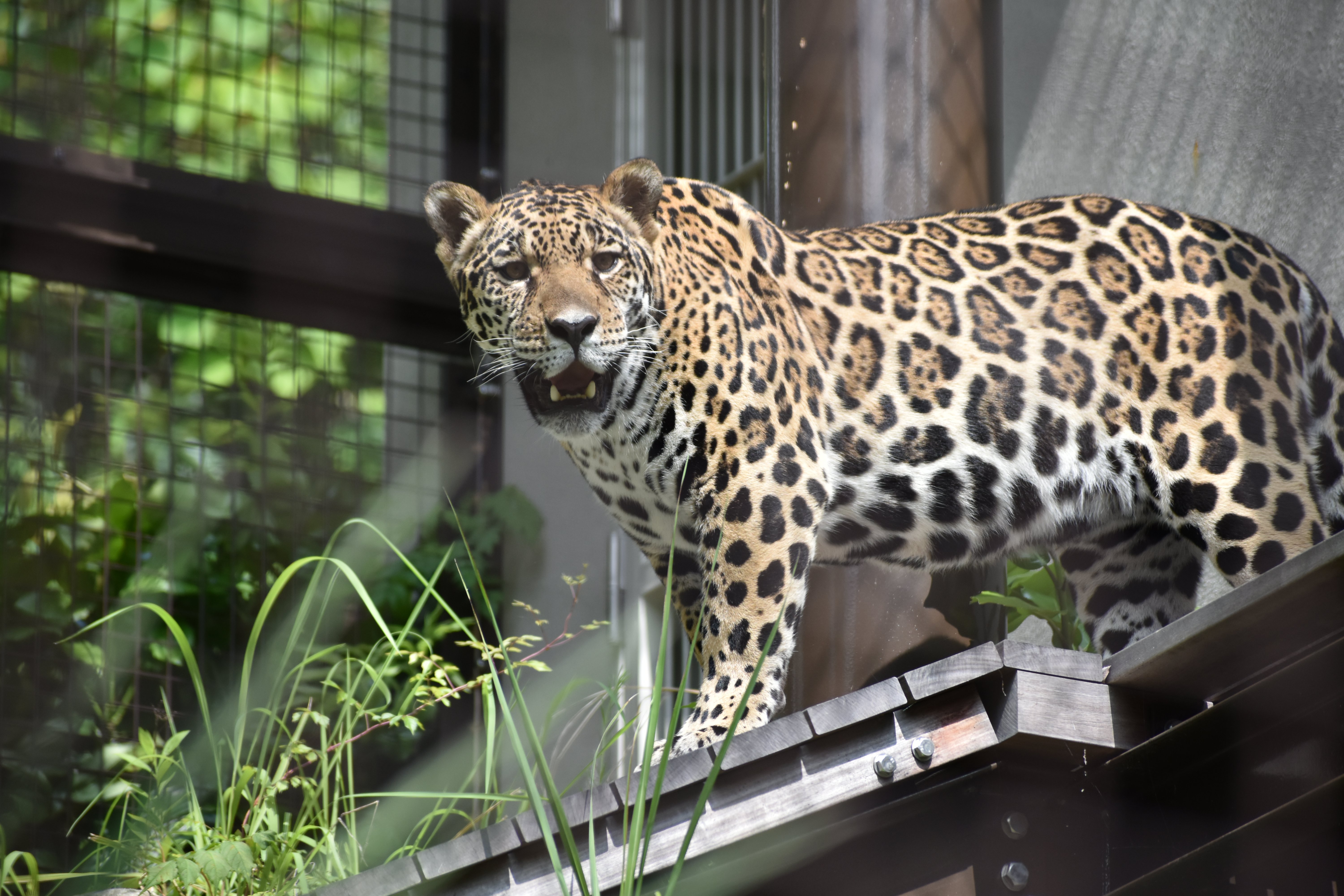 ジャガー（ユウキ）.JPG