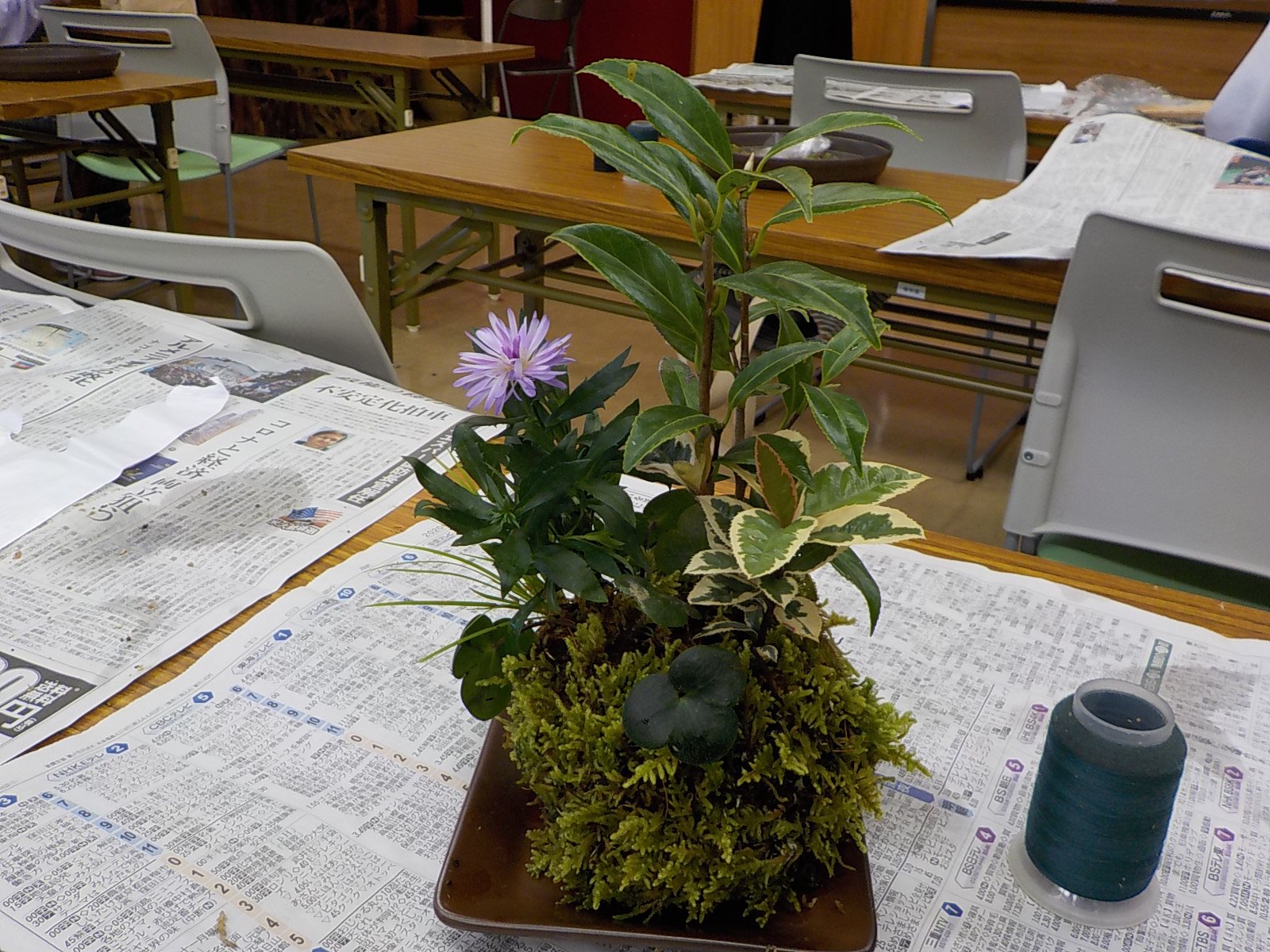 秋の山草を使った苔玉づくり.JPG