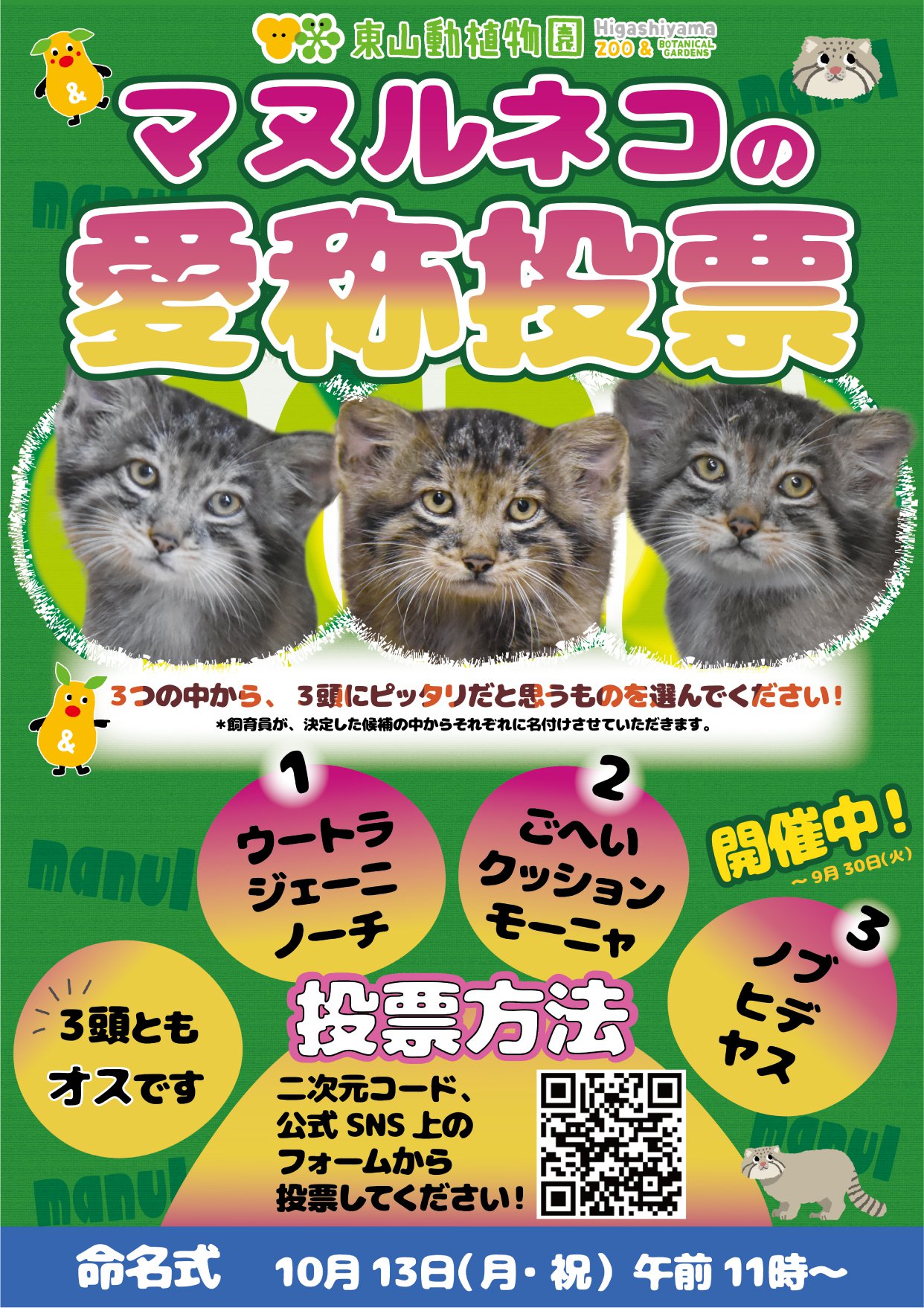 マヌルネコ愛称投票：A4.jpg