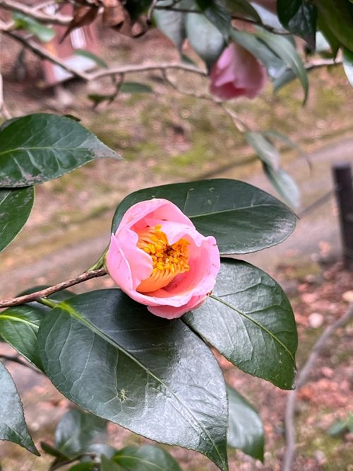 ツバキ品種''関戸太郎庵（セキドタロウアン）' (2).jpg