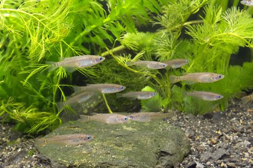 ニホンメダカ(群れ).jpg