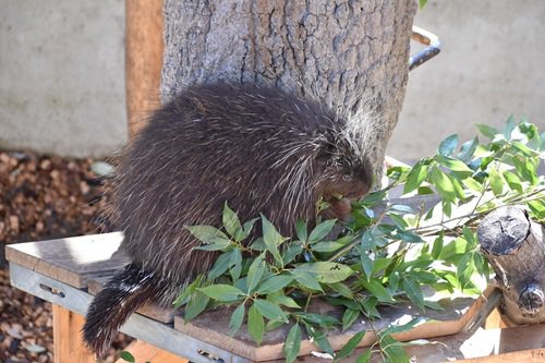 カナダヤマアラシ（カエデ）.JPG