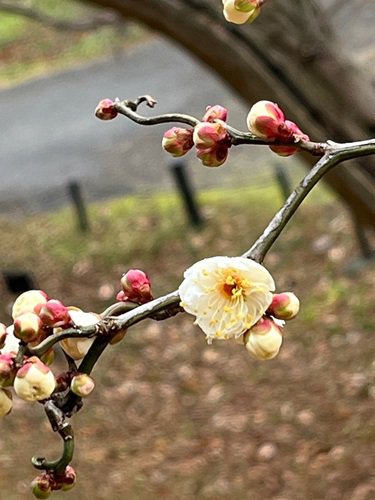 ウメ品種'雲竜（ウンリュウ）'  (2).jpg