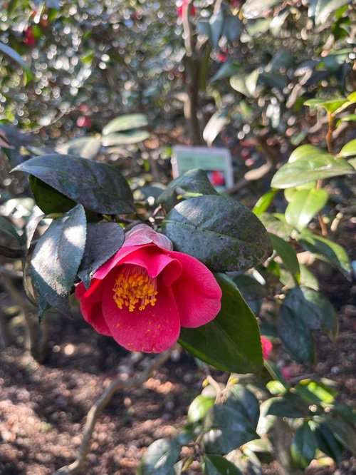 ツバキ品種'三河雲龍（みかわうんりゅう） (2).jpg