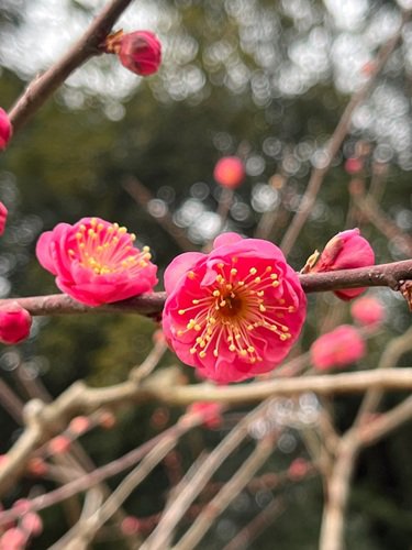 ウメ品種'寒衣（カンゴロモ）' (2).jpg