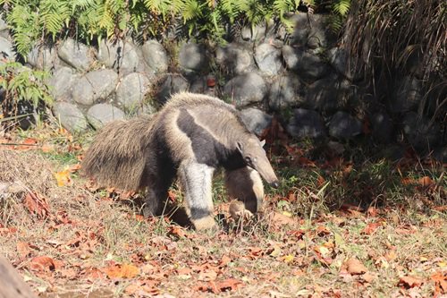 【日本平動物園】オオアリクイ「フジオ」(20251128撮影) .jpg