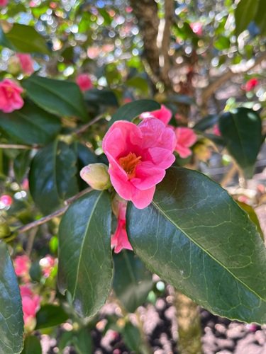 ツバキ品種'尾張侘助（オワリワビスケ）'  (2).jpg