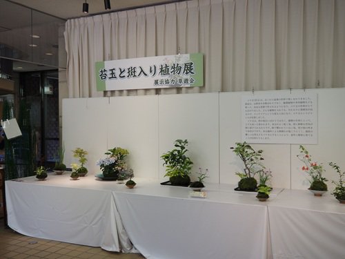苔玉と斑入り植物展 (2).JPG