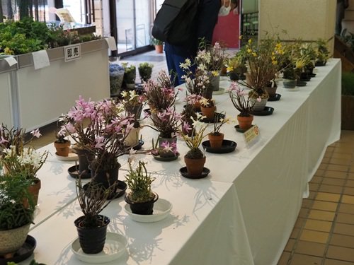 苔玉と斑入り植物展 (1).JPG