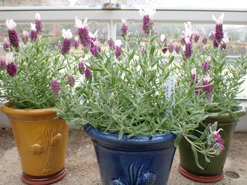 ラベンダー ストエカス.JPG