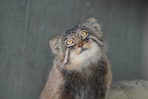 ヒデ　20260204.JPG