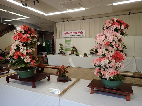 花季さつき展示会 (2).JPG
