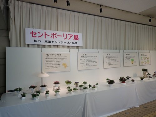 セントポーリア展（１）.jpg