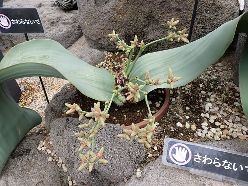 キソウテンガイ.JPG