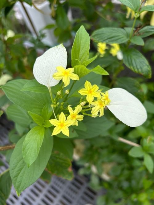 ウスギコンロンカ 花 20260812.jpg