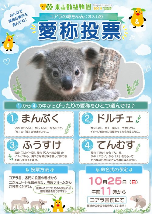 コアラ愛称投票ポスターA4（新着お知らせ用）ＱＲなし.jpg