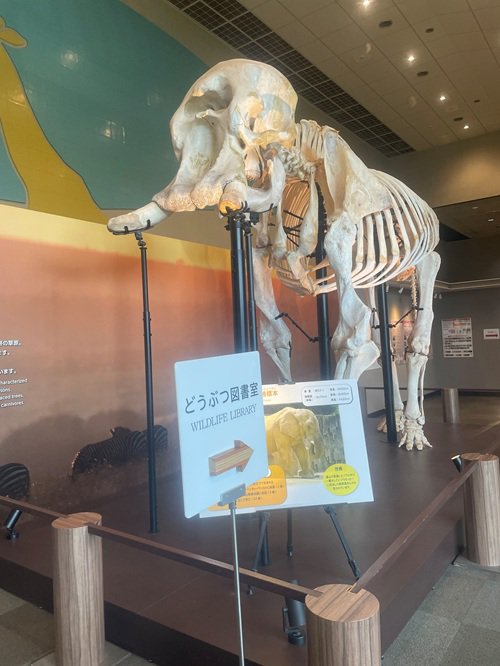 アフリカゾウ.jpg