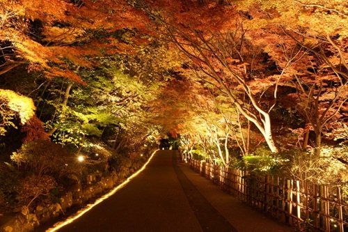 合掌線の五色もみじ（夜）　.JPG