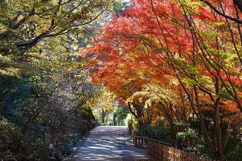 合掌線の五色もみじ（昼）.JPG